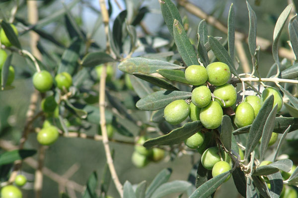 Зелёные оливки на дереве